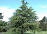 Kép 1/2 - Cedrus Deodara / Himalájai Cédrus