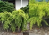 Kép 2/2 - Cedrus deodara Golden Horizon / Terülő arany himalájai cédrus