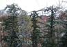 Kép 3/3 - Cedrus deodara Pendula / Csüngő himalájai cédrus