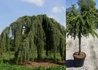 Kép 1/3 - Cedrus libanii Sargenti pendula / Csüngő Libanoni Cédrus