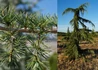 Kép 2/3 - Cedrus libani Sargentii pendula / Csüngő Libanoni Cédrus