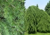 Kép 3/3 - Cedrus libani Sargentii pendula / Csüngő Libanoni Cédrus