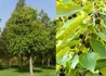 Kép 1/2 - Celtis occidentalis / Nyugati ostorfa