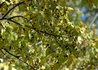 Kép 2/2 - Celtis occidentalis / Nyugati ostorfa