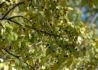 Kép 2/2 - Celtis occidentalis / Nyugati ostorfa