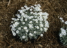 Kép 1/4 - Cerastium tomentosum / Molyhos madárhúr