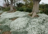 Kép 4/4 - Cerastium tomentosum / Molyhos madárhúr