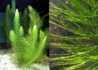 Kép 1/2 - Ceratophyllum submersum / Sima tócsagaz, Borzhínár
