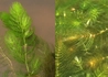 Kép 2/2 - Ceratophyllum submersum / Sima tócsagaz, Borzhínár