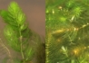 Kép 2/2 - Ceratophyllum submersum / Sima tócsagaz, Borzhínár