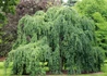 Kép 1/3 - Cercidiphyllum japonicum pendulum / Csüngő kacsurafa
