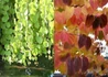 Kép 2/3 - Cercidiphyllum japonicum pendulum / Csüngő kacsurafa