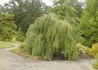 Kép 3/3 - Cercidiphyllum japonicum pendulum / Csüngő kacsurafa