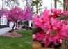 Kép 1/2 - Cercis canadensis Appalachian Red / Piros virágú kanadai júdásfa