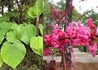 Kép 2/2 - Cercis canadensis Appalachian Red / Piros virágú kanadai júdásfa