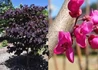 Kép 1/2 - Cercis canadensis Merlot / Bordó levelű júdásfa