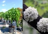 Kép 2/2 - Cercis canadensis Vanilla Twist / Fehér virágú csüngő kanadai júdásfa