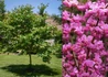 Kép 2/2 - Cercis canadensis var. texensis Oklahoma / Fényeslevelű júdásfa