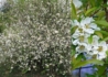Kép 2/2 - Chaenomeles speciosa Nivalis / Japánbirs fehér virágú