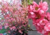 Kép 1/2 - Chaenomeles superba Pink Trail / Japánbirs rózsaszín virágú