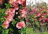 Kép 2/2 - Chaenomeles superba Pink Trail / Japánbirs rózsaszín virágú