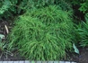 Kép 1/3 - Chamaecyparis Pisifera Filifera Nana / Fonalas szavára törpe hamisciprus 