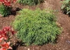 Kép 3/3 - Chamaecyparis Pisifera Filifera Nana / Fonalas szavára törpe hamisciprus