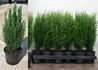 Kép 2/2 - Chamaecyparis lawsoniana ellwoodii / Oregoni hamisciprus