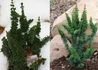 Kép 1/2 - Chamaecyparis obtusa Chirimen / Törpe hinoki hamisciprus