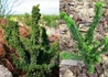 Kép 2/2 - Chamaecyparis obtusa Chirimen / Törpe hinoki hamisciprus