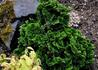 Kép 1/2 - Chamaecyparis obtusa nana gracilis / Hinoki hamisciprus