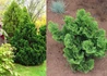 Kép 2/2 - Chamaecyparis obtusa Nana Gracilis / Hinoki hamisciprus