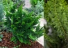 Kép 1/2 - Chamaecyparis obtusa Teddy Bear / Teddy Bear hinoki hamisciprus
