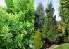 Kép 1/2 - Chamaecyparis obtusa drath / Drath hinoki hamisciprus
