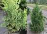 Kép 2/2 - Chamaecyparis obtusa drath / Drath hinoki hamisciprus