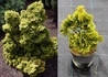 Kép 1/3 - Chamaecyparis obtusa nana gracilis aurea / Hinoki hamisciprus sárga