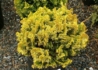Kép 2/3 - Chamaecyparis obtusa nana gracilis aurea / Hinoki hamisciprus sárga