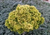 Kép 3/3 - Chamaecyparis obtusa nana gracilis aurea / Hinoki hamisciprus sárga