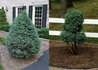 Kép 1/3 - Chamaecyparis pisifera Boulevard / Szavara hamisciprus