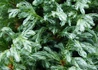 Kép 2/3 - Chamaecyparis pisifera Boulevard / Szavara hamisciprus