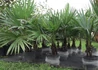 Kép 2/3 - Chamaerops excelsa (Trachycarpus fortunei) / Kínai kenderpálma