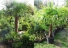 Kép 3/3 - Chamaerops excelsa (Trachycarpus fortunei) / Kínai kenderpálma