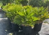 Kép 3/3 - Chamaerops humilis Vulcano / Vulcano európai törpepálma