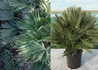 Kép 1/3 - Chamaerops humilis Vulcano / Vulcano európai törpepálma