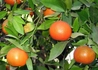 Kép 1/2 - Citrus Clementina Clementino / Klementin