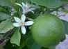 Kép 3/3 - Citrus Lime / Lime, Zöld citrom