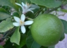 Kép 3/3 - Citrus Lime / Lime, Zöld citrom
