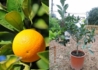 Kép 1/3 - Citrus Sinensis arancio / Narancs, édes narancs