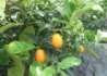 Kép 1/3 - Citrus fortunella margarita / Törpemandarin Kumquat