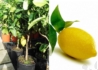 Kép 1/3 - Citrus lemon, Rutaceae / Citromfa